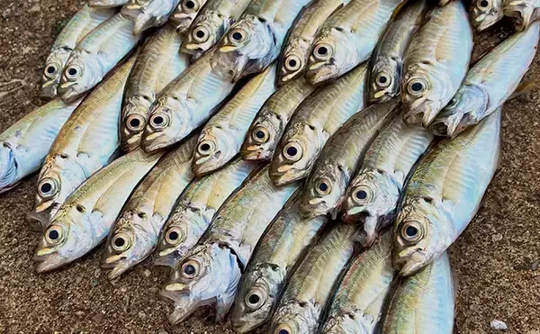 関西サビキ釣り釣果速報：夕マヅメの『大阪南港魚つり園』で豆アジ入れ食いで47匹手中