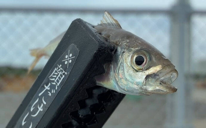 関西サビキ釣り釣果速報：夕マヅメの『大阪南港魚つり園』で豆アジ入れ食いで47匹手中