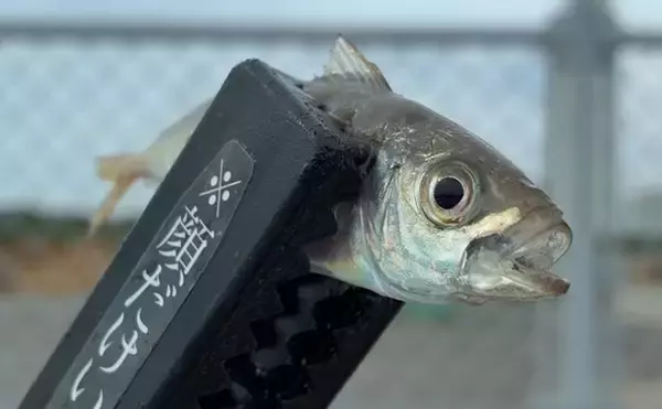 「関西サビキ釣り釣果速報：夕マヅメの『大阪南港魚つり園』で豆アジ入れ食いで47匹手中」の画像