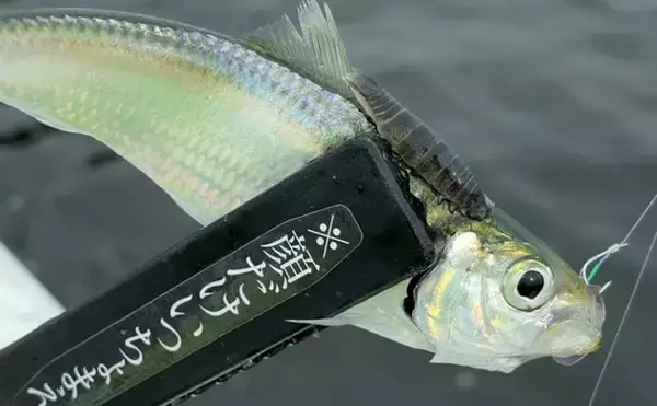 「関西サビキ釣り釣果速報：夕マヅメの『大阪南港魚つり園』で豆アジ入れ食いで47匹手中」の画像