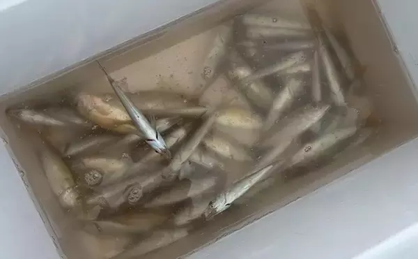 「関西サビキ釣り釣果速報：夕マヅメの『大阪南港魚つり園』で豆アジ入れ食いで47匹手中」の画像