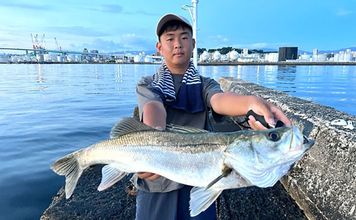 8cmのイワシに「8cmミノー」を合わせると69cmシーバスがヒット！【博多湾】