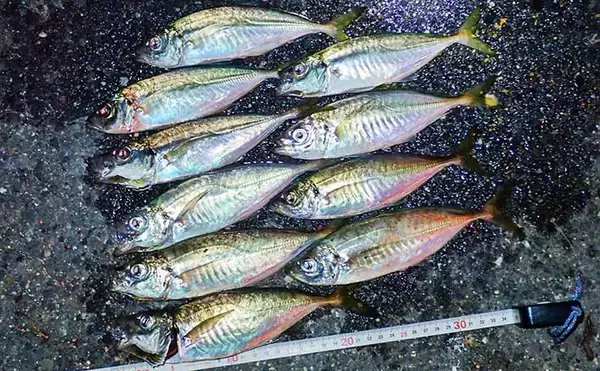 アジング＆夜アナゴ釣行で両本命キャッチ【三重・四日市港】アジはシーズン終盤か