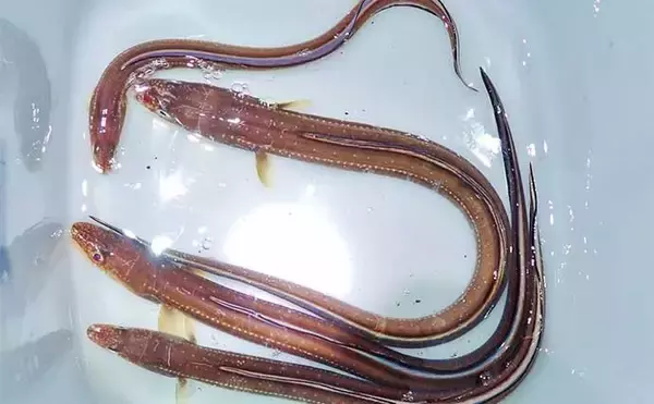 「アジング＆夜アナゴ釣行で両本命キャッチ【三重・四日市港】アジはシーズン終盤か」の画像