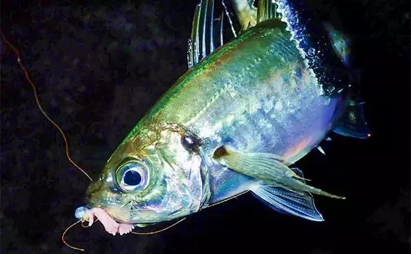 「アジング＆夜アナゴ釣行で両本命キャッチ【三重・四日市港】アジはシーズン終盤か」の画像