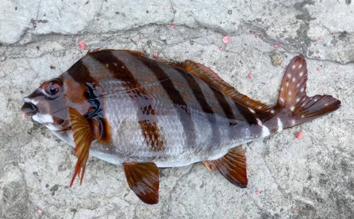 未利用魚からスターになった魚「トウジン」　人気の秘訣は肝臓にあり？