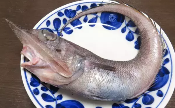 「未利用魚からスターになった魚「トウジン」　人気の秘訣は肝臓にあり？」の画像