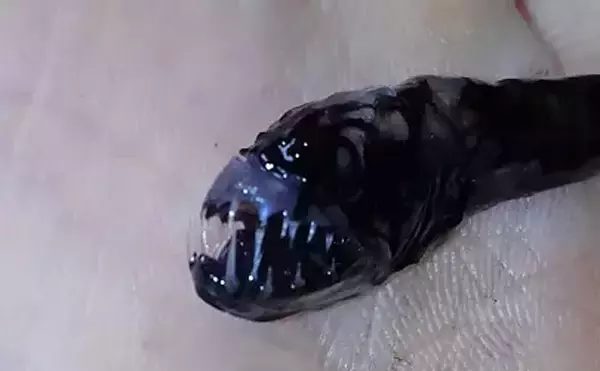 独特すぎるサクラエビ漁のゲスト魚たち　愉快な「サクラエビモンスター」を紹介