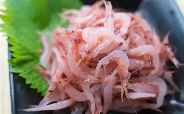 「独特すぎるサクラエビ漁のゲスト魚たち　愉快な「サクラエビモンスター」を紹介」の画像