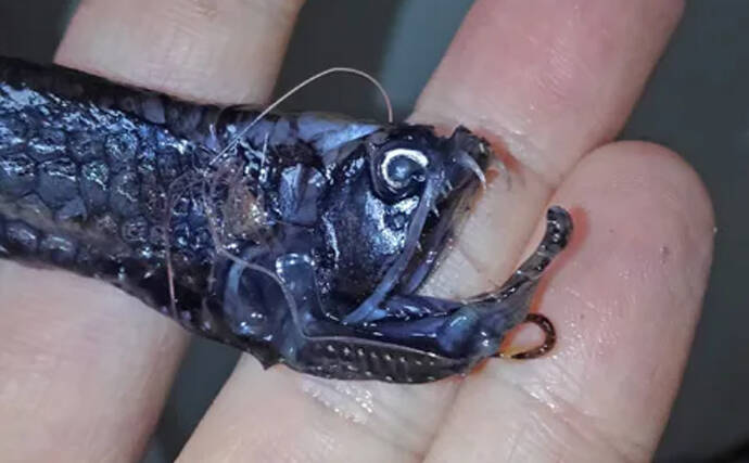 独特すぎるサクラエビ漁のゲスト魚たち　愉快な「サクラエビモンスター」を紹介