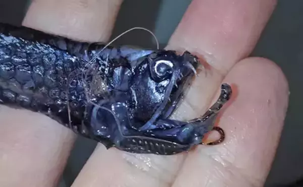 「独特すぎるサクラエビ漁のゲスト魚たち　愉快な「サクラエビモンスター」を紹介」の画像