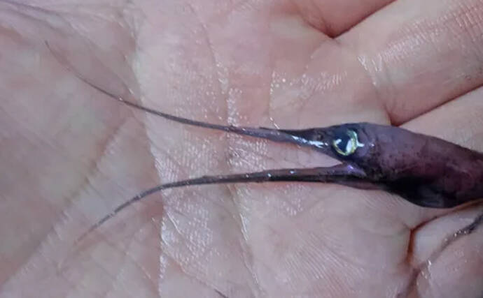 独特すぎるサクラエビ漁のゲスト魚たち　愉快な「サクラエビモンスター」を紹介