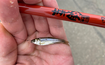 「淡水小物釣りハイシーズン到来！」身近な水路でフナやモロコの数釣りを満喫【埼玉】