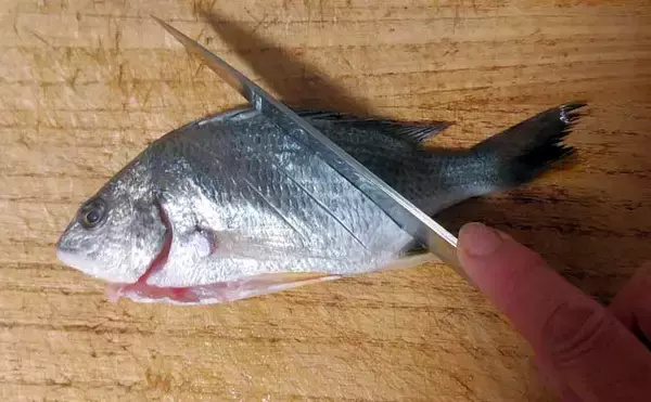 「釣った魚で作る「温か」レシピ：キビレと冬野菜の鍋　優しい味付けがマッチ」の画像