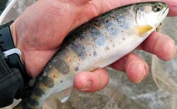 渓流釣りおすすめ河川紹介：吉田川【岐阜】型・数ともに期待できる郡上の実力河川