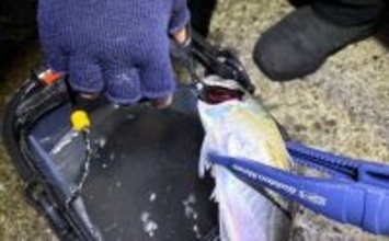 「初心者でも簡単！」　釣った魚を美味しく食べるための持ち帰り方