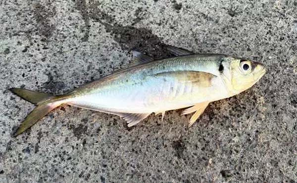 「「初心者でも簡単！」　釣った魚を美味しく食べるための持ち帰り方」の画像