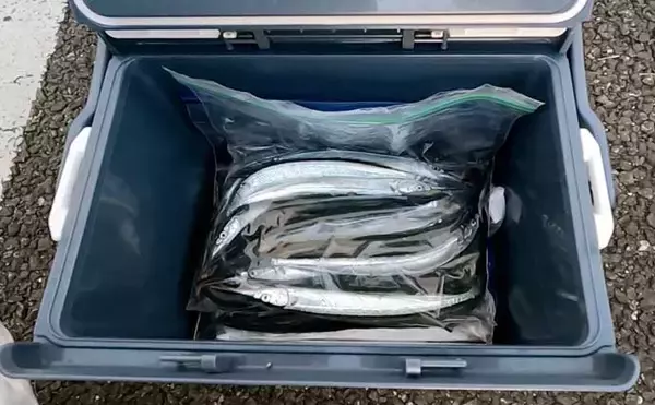 「「初心者でも簡単！」　釣った魚を美味しく食べるための持ち帰り方」の画像