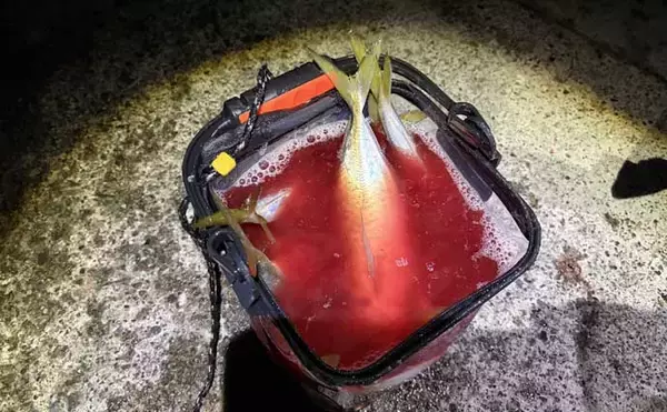 「「初心者でも簡単！」　釣った魚を美味しく食べるための持ち帰り方」の画像