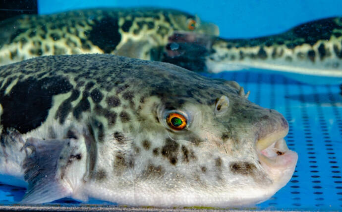 トラフグはオスでウナギはメス？　性別で価値が全く異なる魚たち