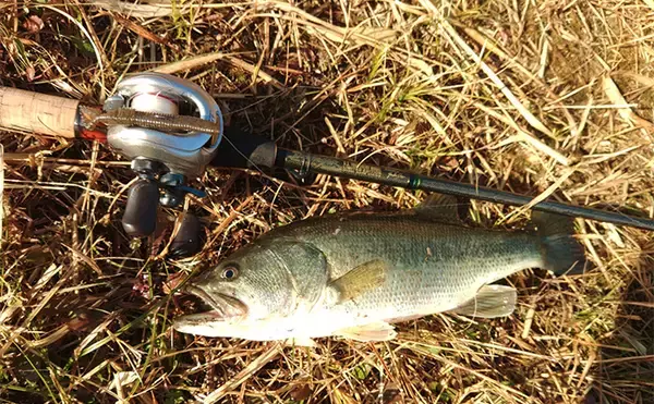 「「57cmブラックバス出た！」 20年前の懐かしタックルでバスフィッシングに挑戦」の画像