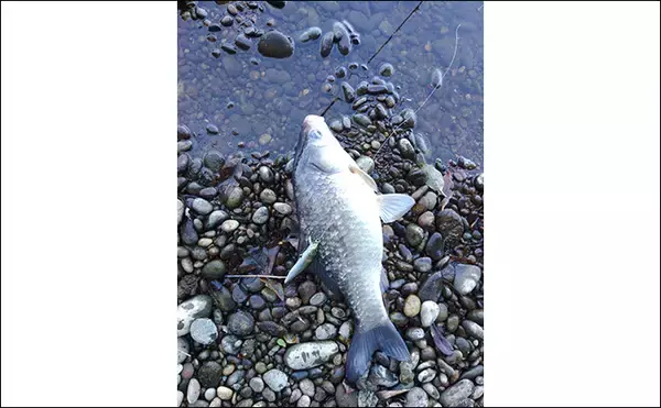 「「57cmブラックバス出た！」 20年前の懐かしタックルでバスフィッシングに挑戦」の画像