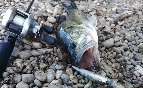 「「57cmブラックバス出た！」 20年前の懐かしタックルでバスフィッシングに挑戦」の画像