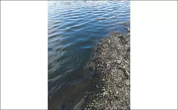 「「57cmブラックバス出た！」 20年前の懐かしタックルでバスフィッシングに挑戦」の画像