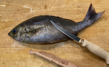 初夏の旬魚イサキを「フィレナイフ」で捌いてみた　しなる刃が魚体に沿って三枚おろし精度アップ！
