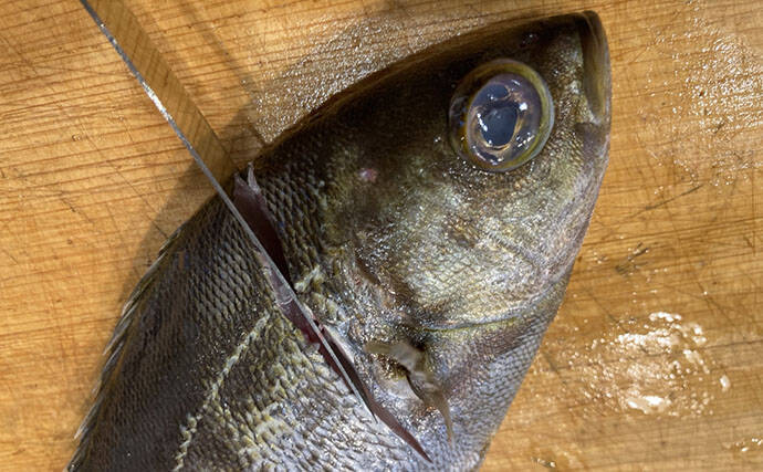 初夏の旬魚イサキを「フィレナイフ」で捌いてみた　しなる刃が魚体に沿って三枚おろし精度アップ！