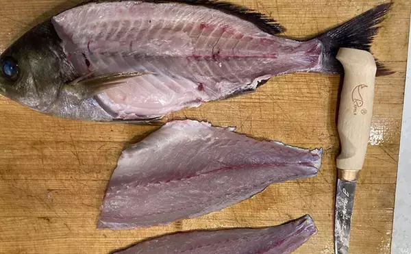 「初夏の旬魚イサキを「フィレナイフ」で捌いてみた　しなる刃が魚体に沿って三枚おろし精度アップ！」の画像