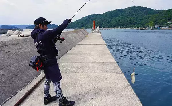 「晩秋の陸っぱりエギング徹底解説 【釣り場選び・おすすめエギ・釣り方】」の画像