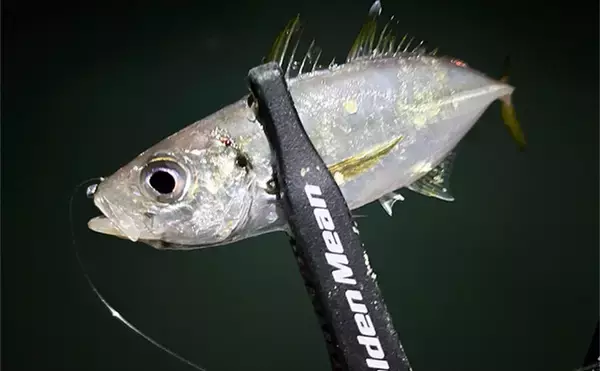 初秋のライトゲーム釣行でアジ＆メバルが顔出し【北九州】超軽量ジグヘッドで攻略