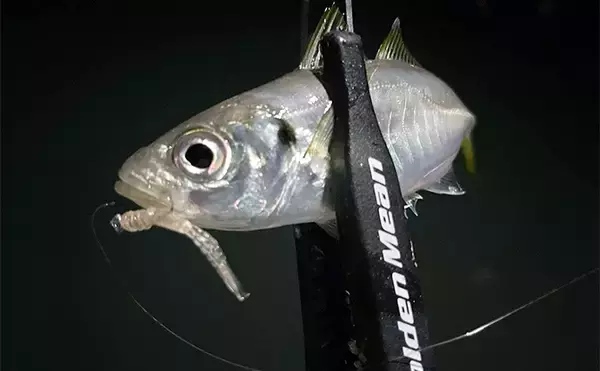 「初秋のライトゲーム釣行でアジ＆メバルが顔出し【北九州】超軽量ジグヘッドで攻略」の画像