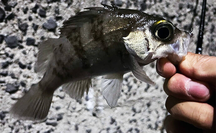 初秋のライトゲーム釣行でアジ＆メバルが顔出し【北九州】超軽量ジグヘッドで攻略