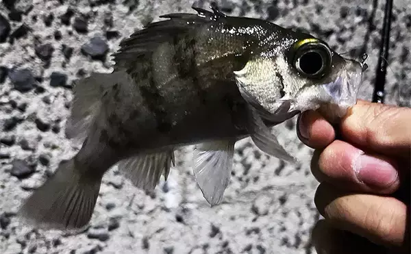 「初秋のライトゲーム釣行でアジ＆メバルが顔出し【北九州】超軽量ジグヘッドで攻略」の画像