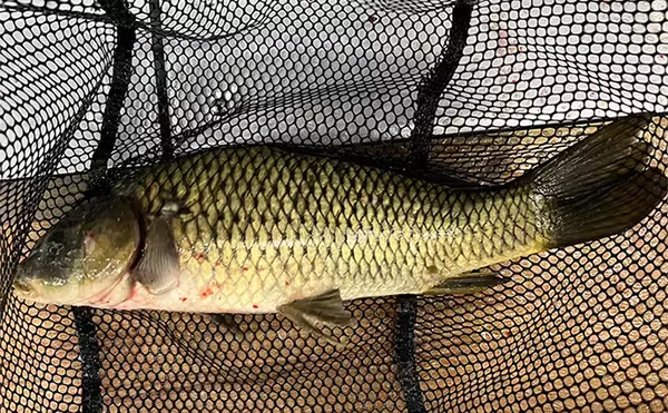 「オープンしたての室内釣り堀『つり堀 遊』で大ゴイ4尾【愛知】簡単じゃないから面白い？」の画像