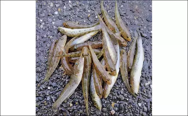 「霞ヶ浦緑地公園のハゼ釣りで12cm頭に24匹キャッチ【三重】下げ潮でも好反応」の画像