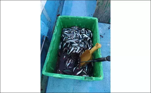 「「カセ」でのフカセ釣りで寒ブリが3連発！【和歌山・串本】イワシエサにヒット」の画像