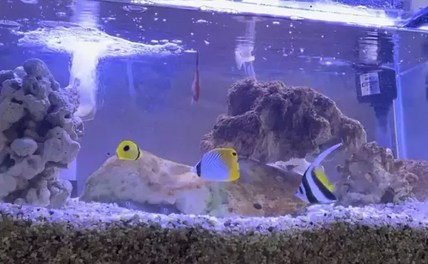初めての【海水魚の自宅飼育】徹底解説　4つのステップとおすすめの魚とは？