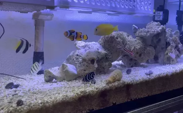 「初めての【海水魚の自宅飼育】徹底解説　4つのステップとおすすめの魚とは？」の画像