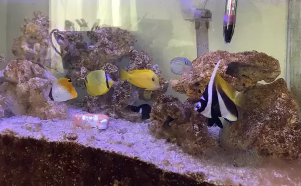 「初めての【海水魚の自宅飼育】徹底解説　4つのステップとおすすめの魚とは？」の画像