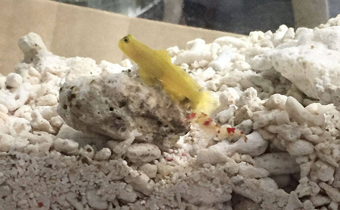 初めての【海水魚の自宅飼育】徹底解説　4つのステップとおすすめの魚とは？