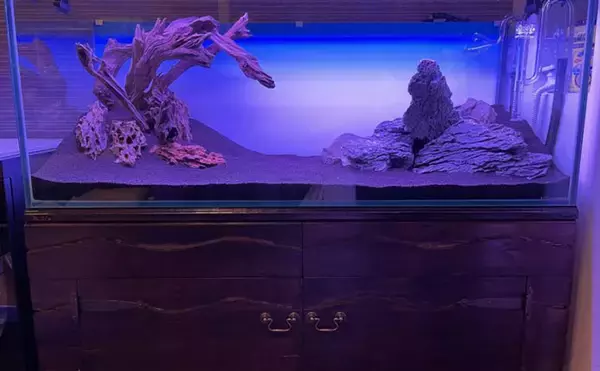 「初めての【海水魚の自宅飼育】徹底解説　4つのステップとおすすめの魚とは？」の画像