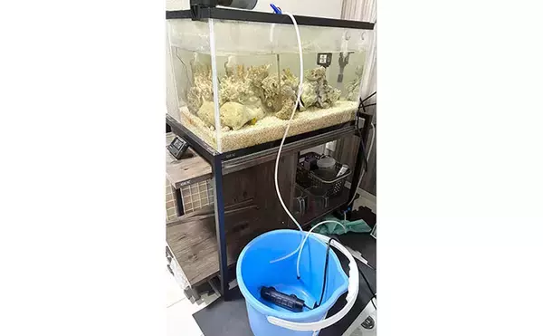 「初めての【海水魚の自宅飼育】徹底解説　4つのステップとおすすめの魚とは？」の画像