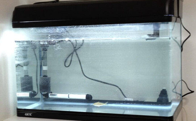 初めての【海水魚の自宅飼育】徹底解説　4つのステップとおすすめの魚とは？