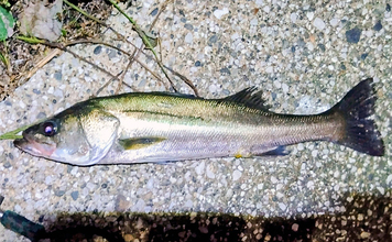 「魚がボイルしてるのにルアーにヒットしない！」 食わないボイルの攻略法2選