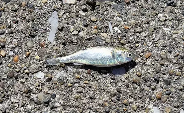 「「魚がボイルしてるのにルアーにヒットしない！」 食わないボイルの攻略法2選」の画像