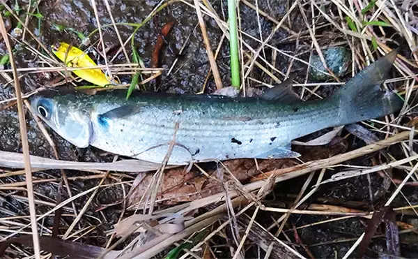 「「魚がボイルしてるのにルアーにヒットしない！」 食わないボイルの攻略法2選」の画像