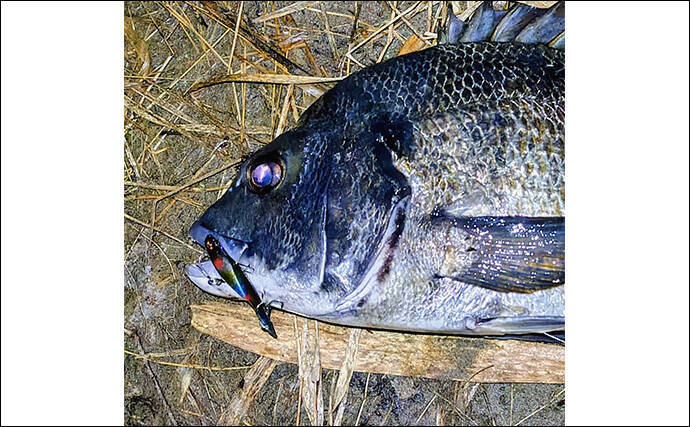 「魚がボイルしてるのにルアーにヒットしない！」 食わないボイルの攻略法2選